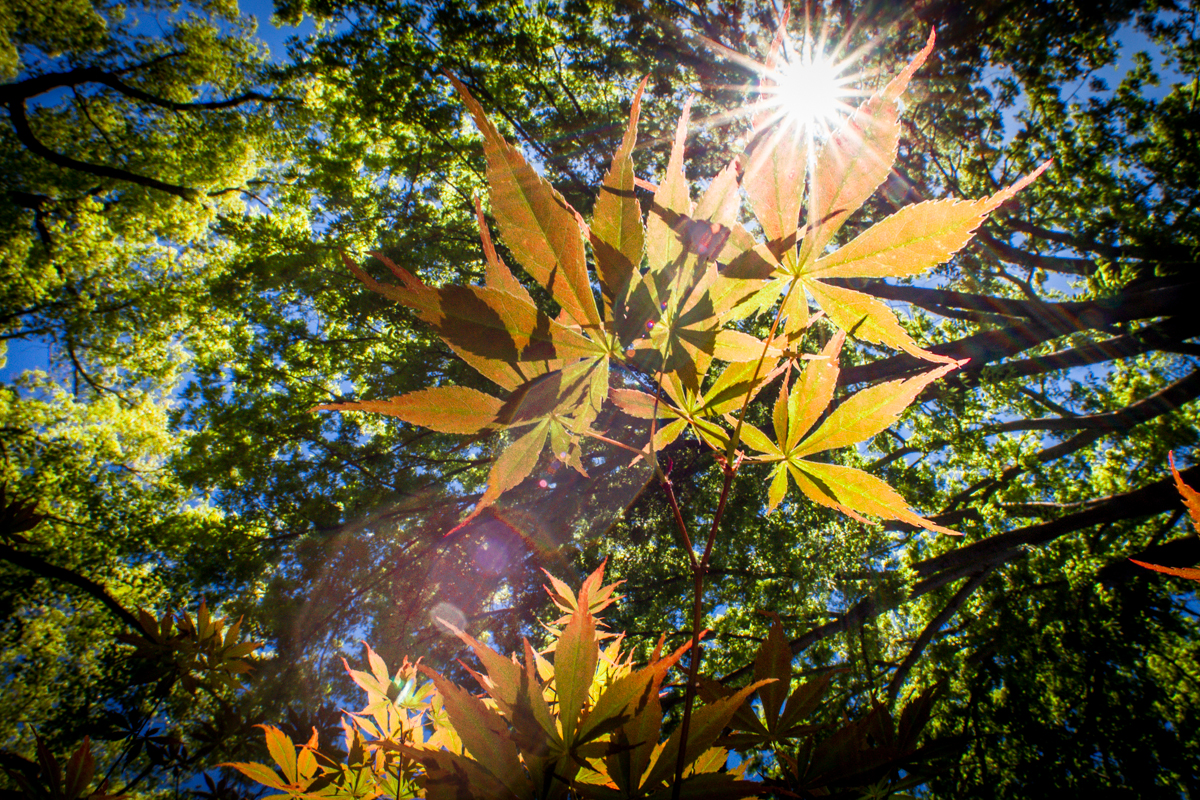 2019 leaf season ends soon