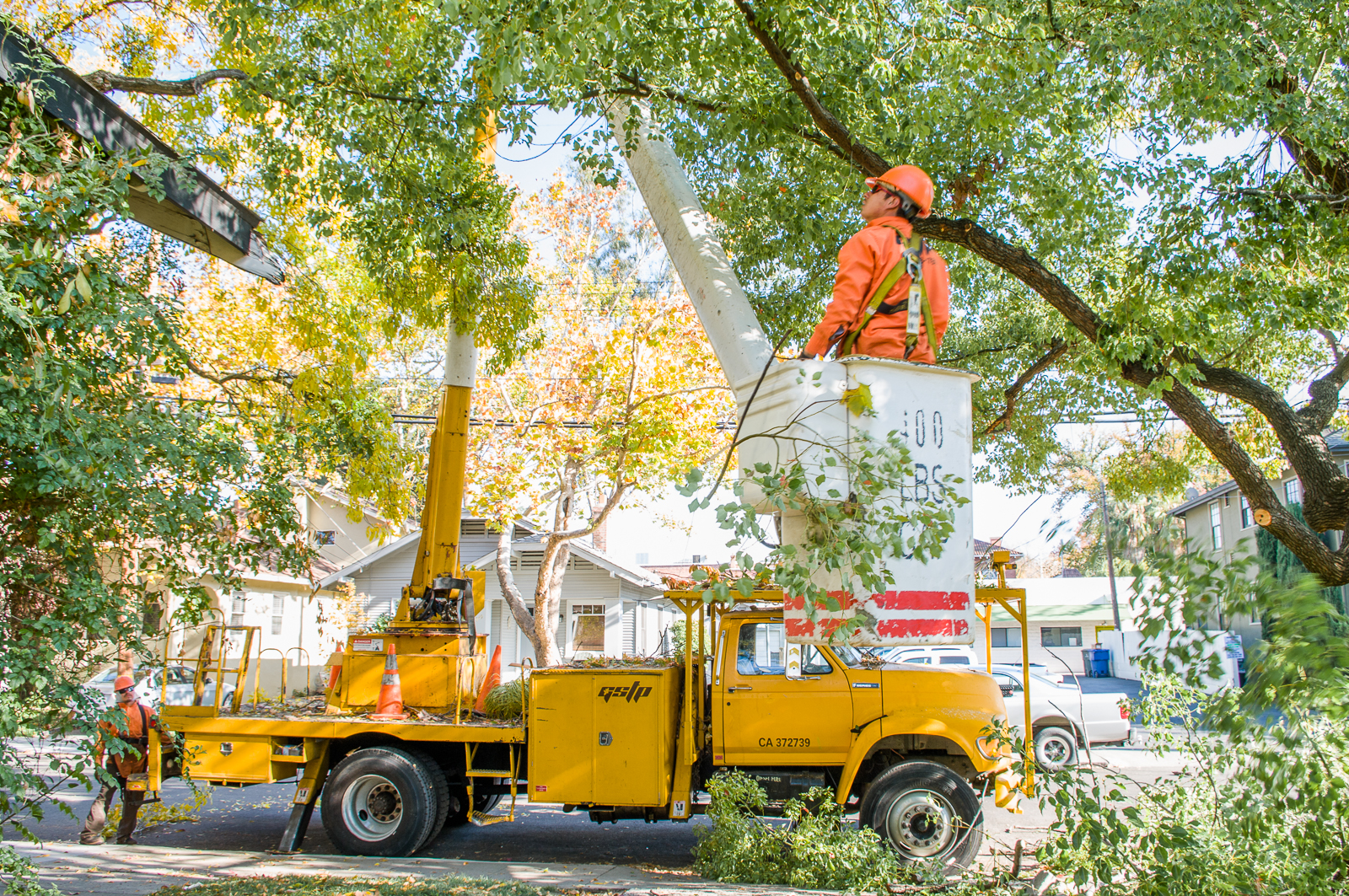 Urban Forestry tree pruning
