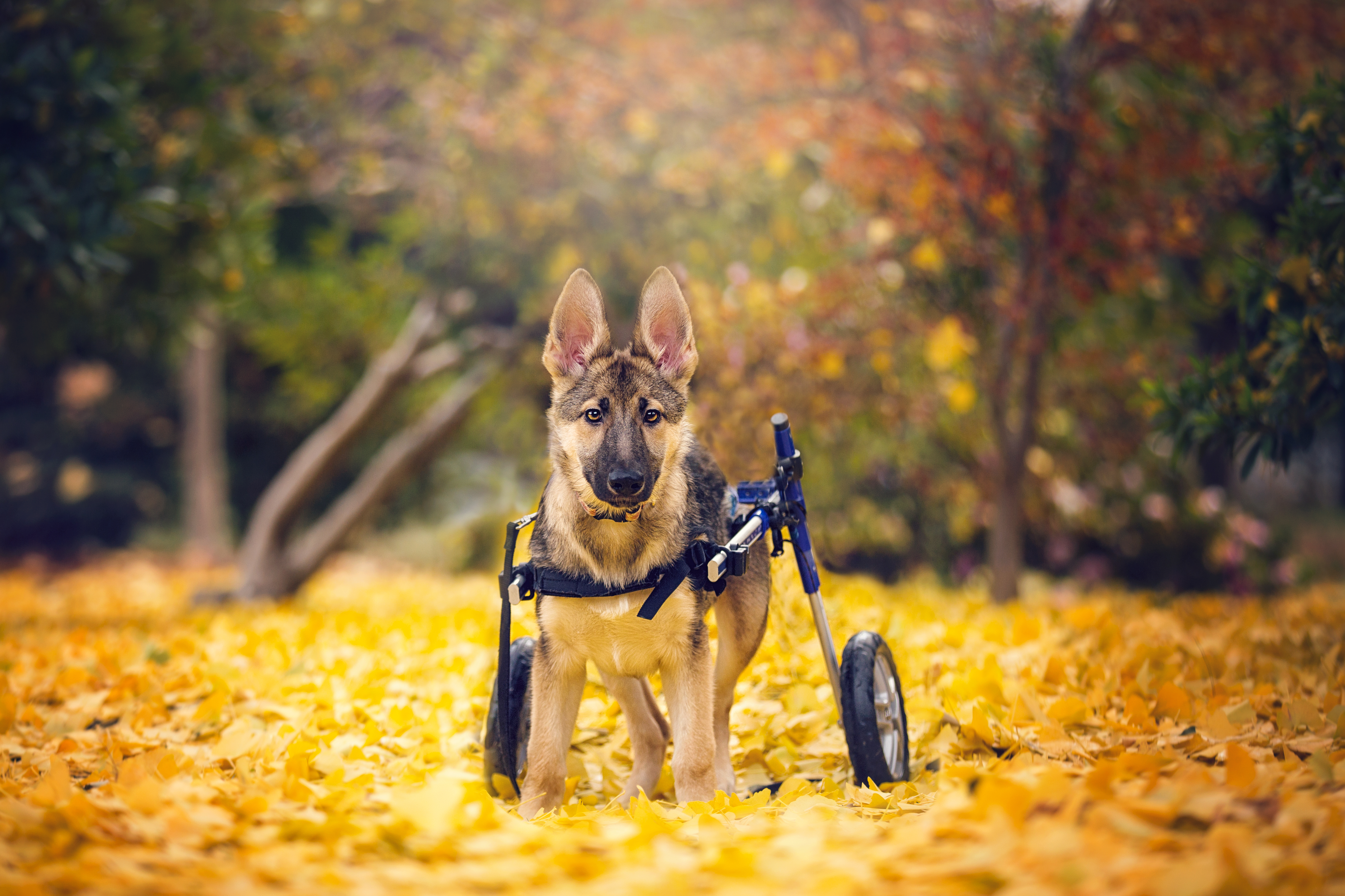 Front St. Shelter stresses importance of pet licenses with freebies