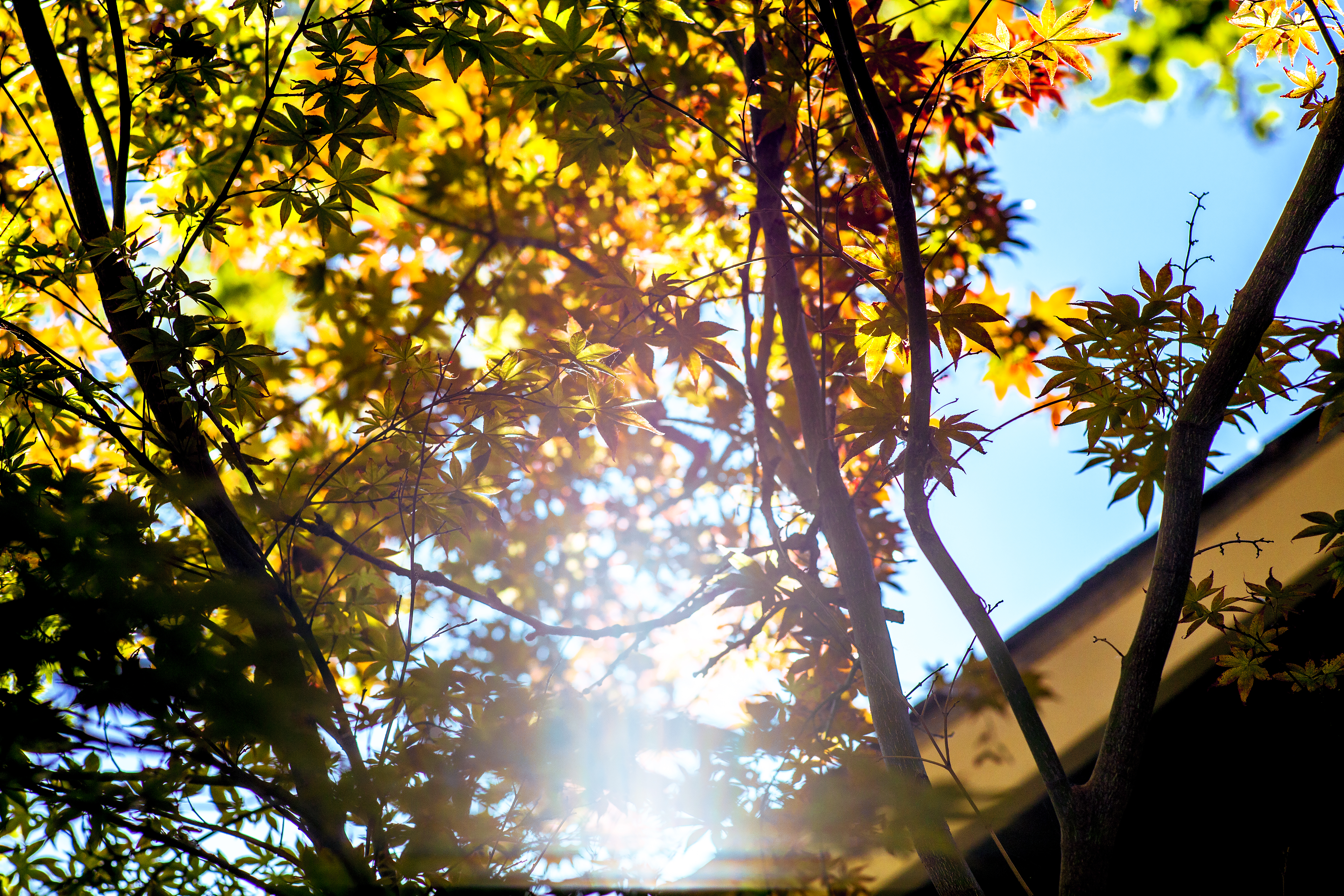 City to remove 51 healthy trees as part of Convention Center Complex construction, replant 80