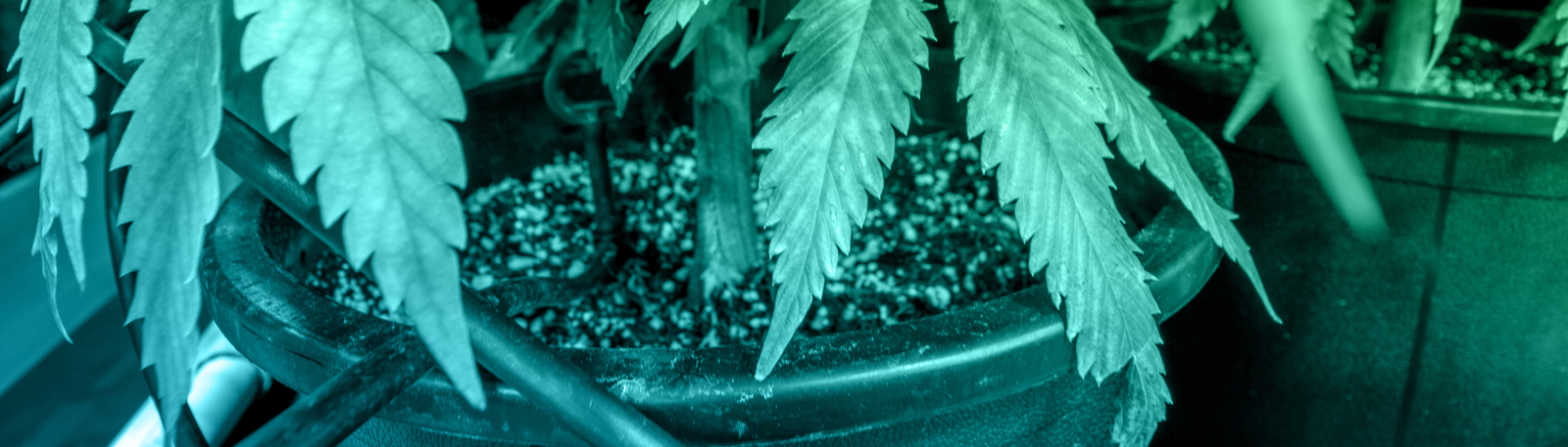 Celebrate 4/20 by testing your knowledge about adult-use cannabis in Sacramento