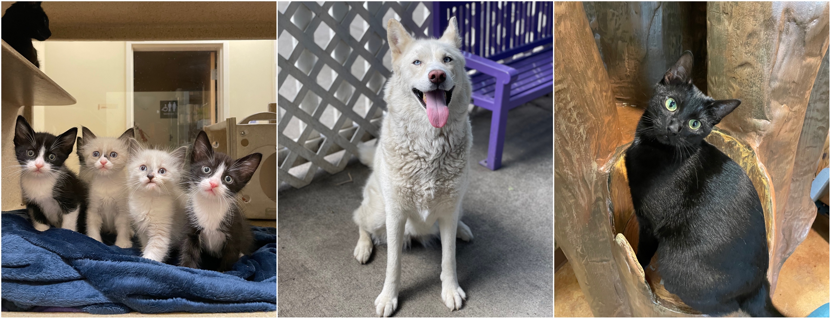 Share your thoughts about Front Street Animal Shelter’s services and priorities to help shape its future