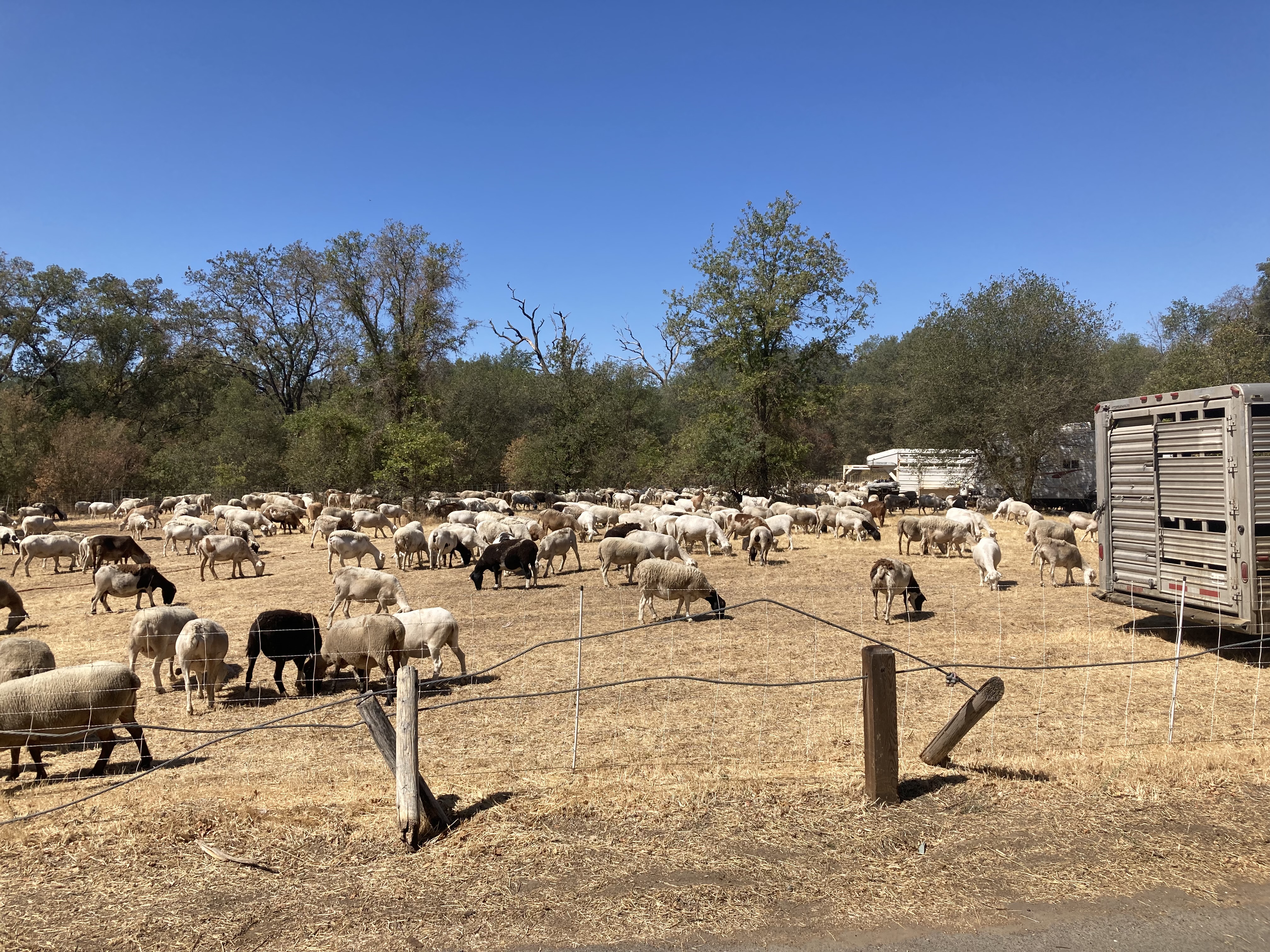 Goats and sheep are helping the City sustainably prevent wildfire – here’s how