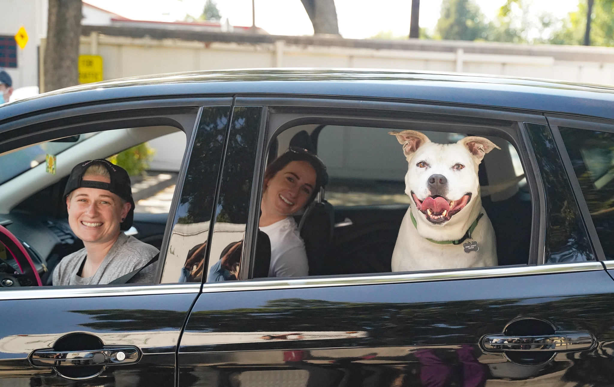 Outpouring of community support helps move more than 40 shelter dogs into foster homes