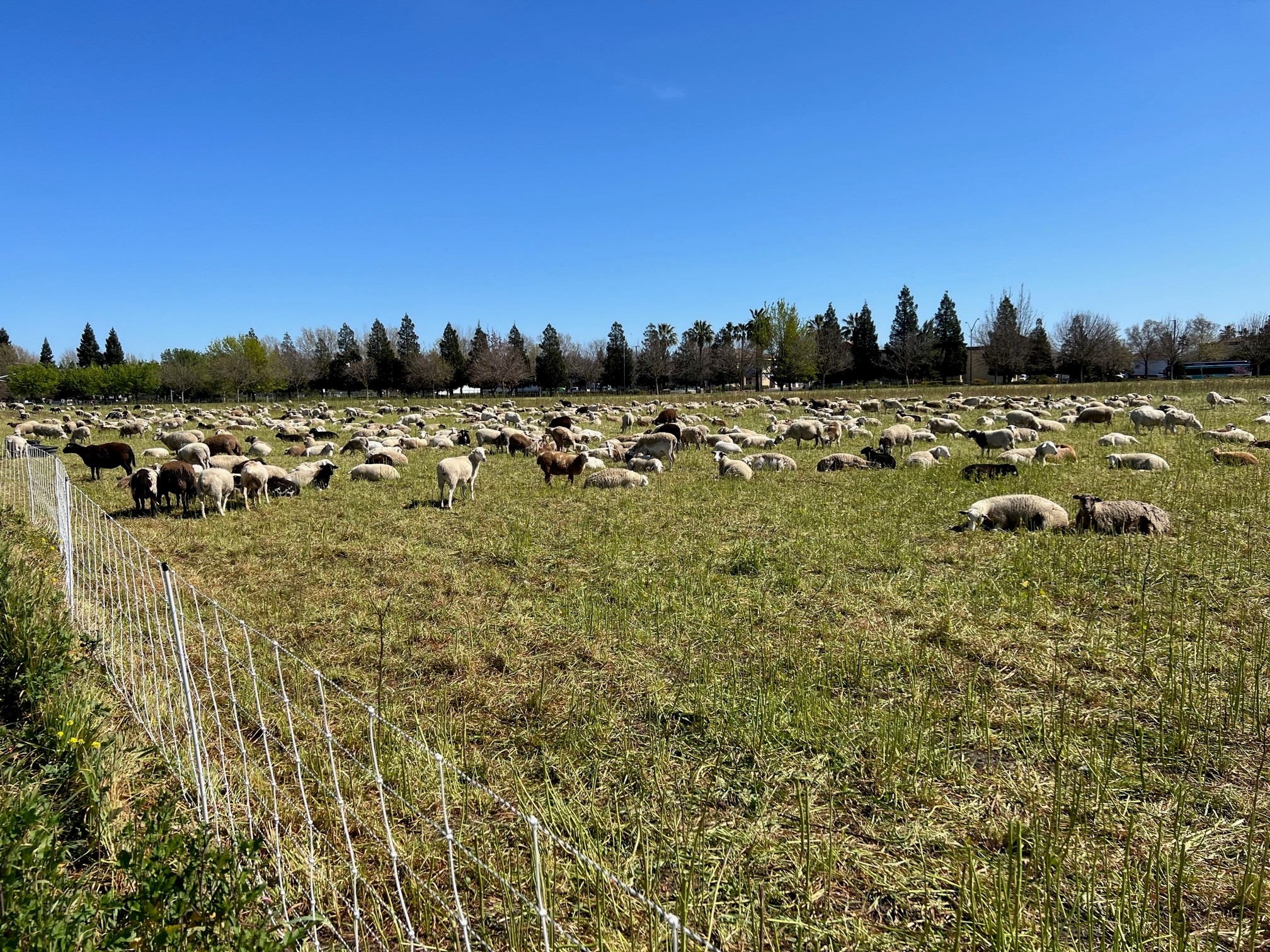 Here’s how goats and sheep are helping to reduce fire risk at Sacramento parks