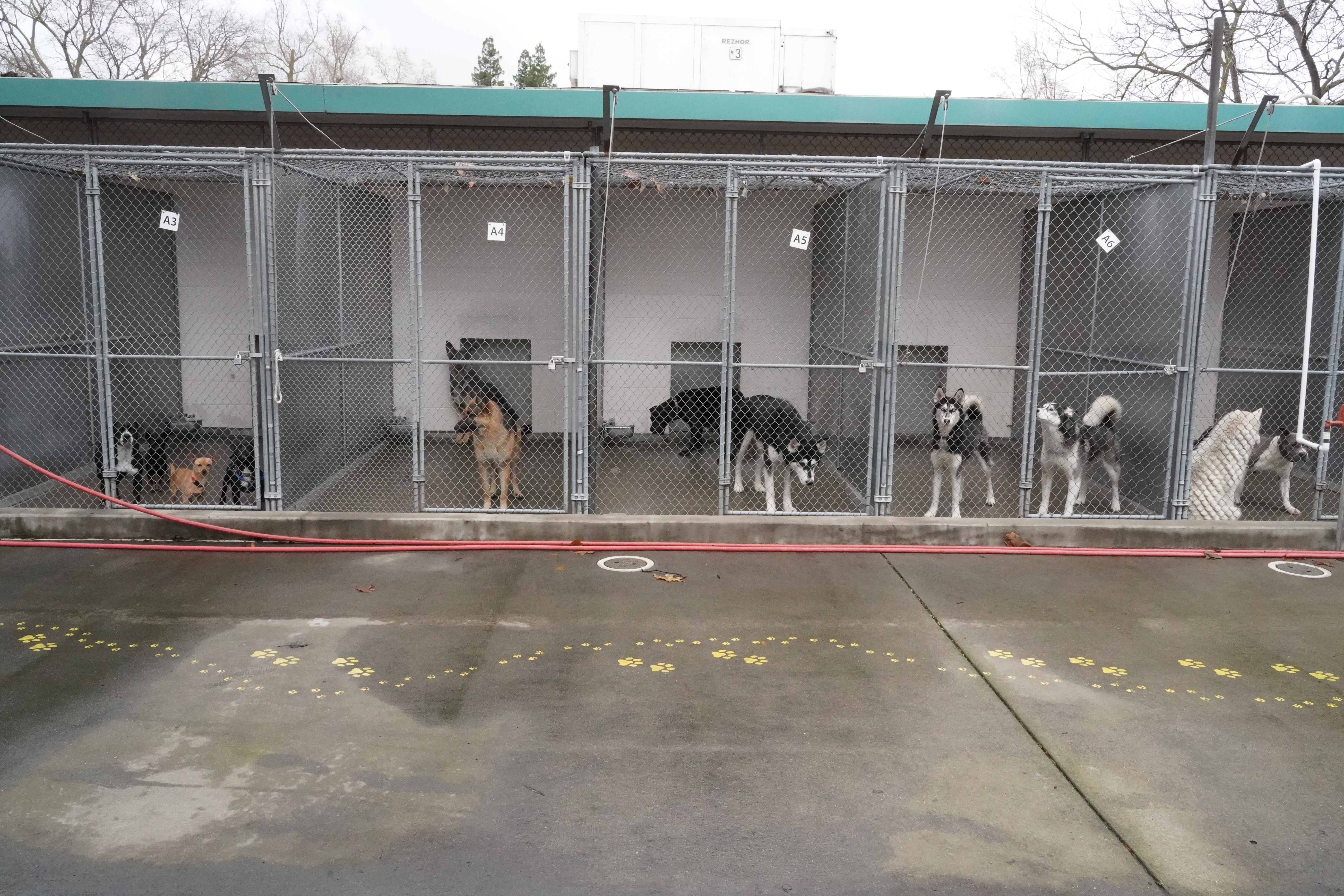 a row of chain link dog kennels with two or three dogs in each kennel. Featuring Chihuahuas, German Shepherds and Huskys.