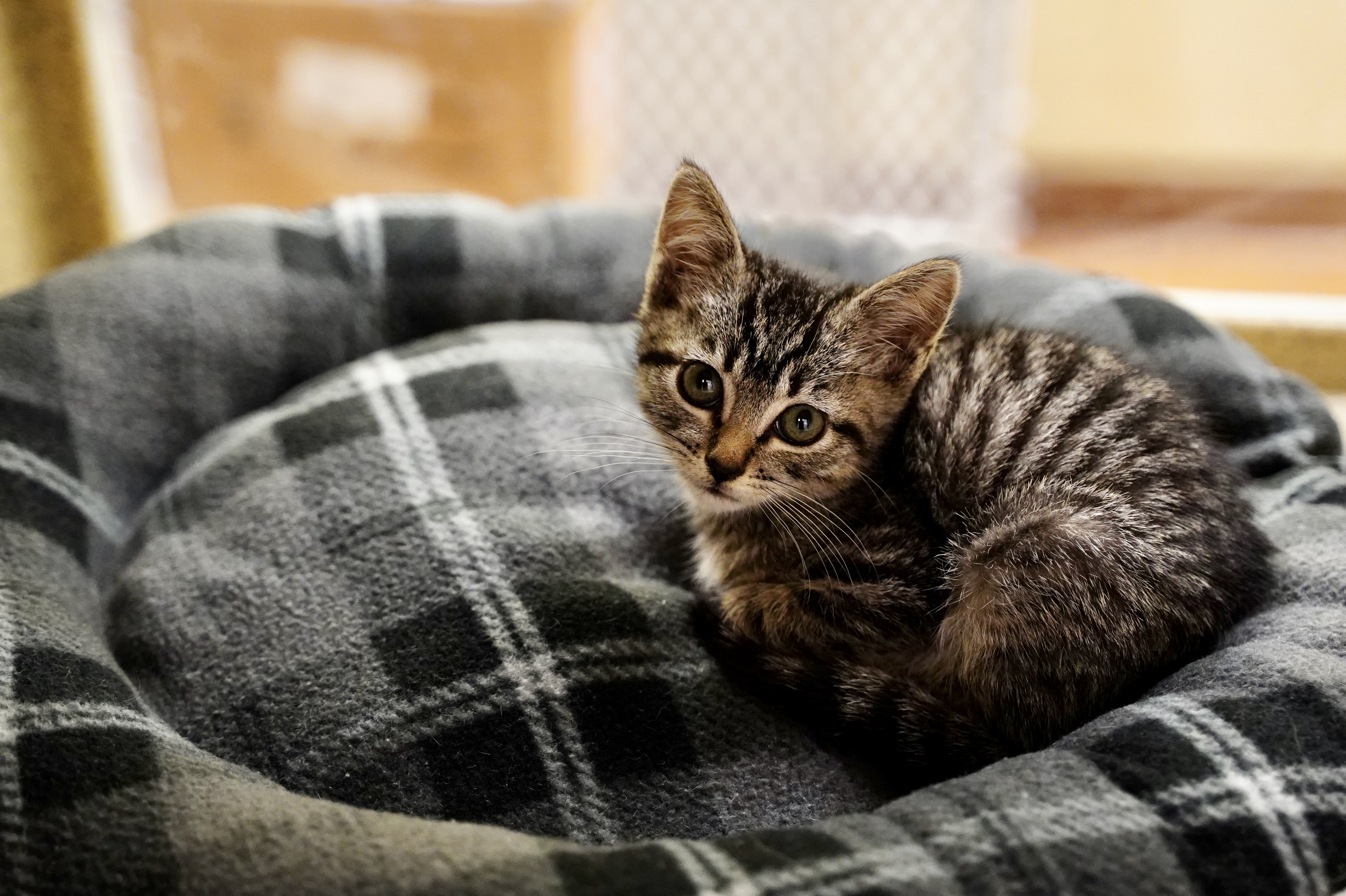 Kitten curled up on a plaid pet bed