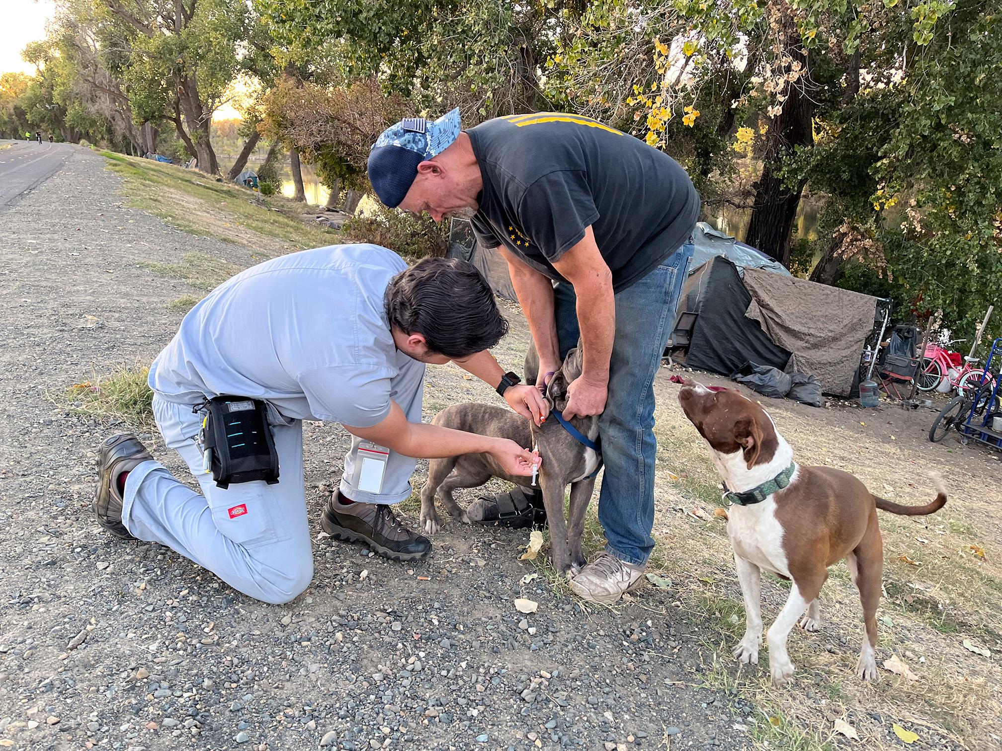 vet tech giving vaccination to gray pit bull with Caucasian man holding the dog. tan and white pit bull watching next to them