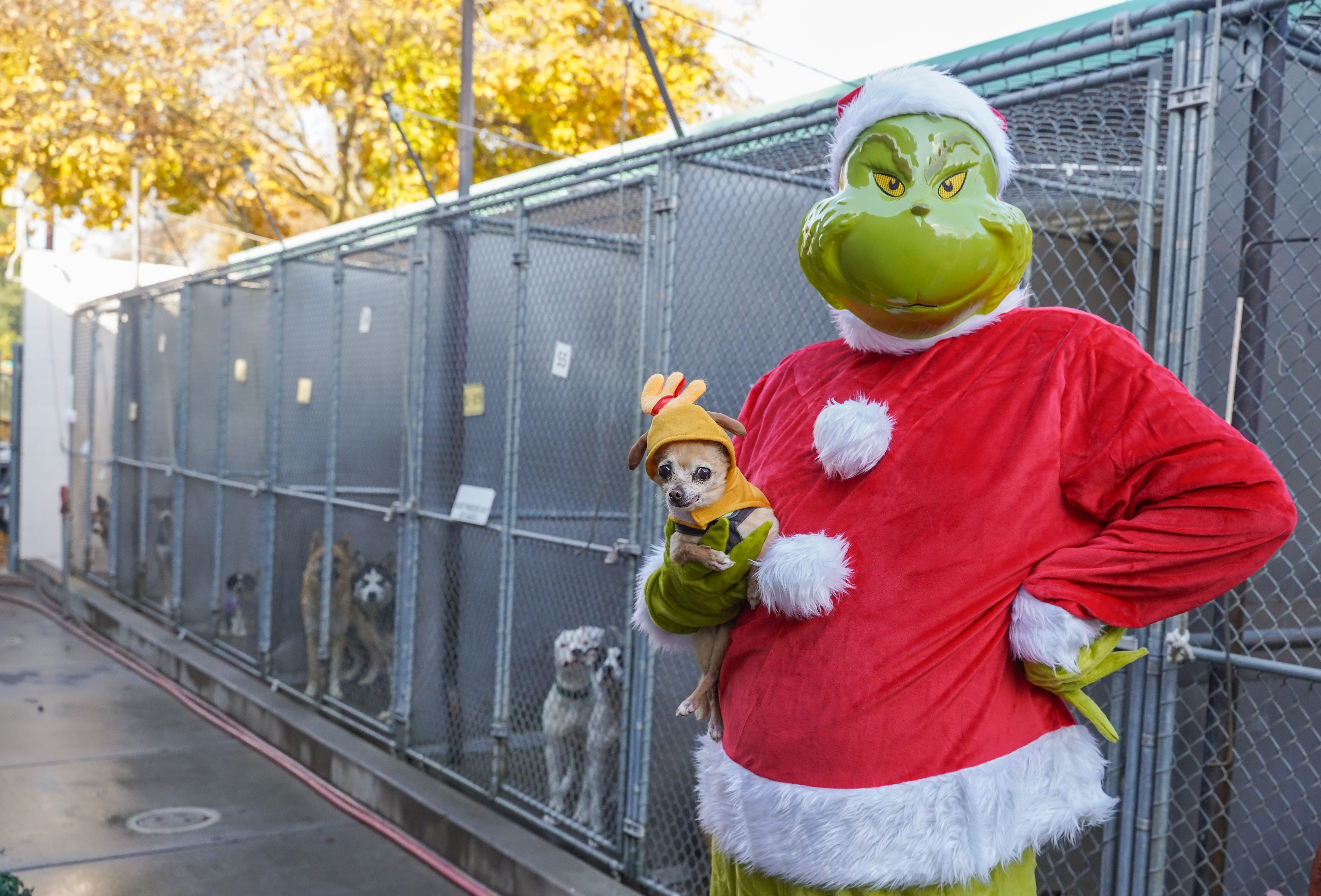 the grinch holding a chihuahua with dogs in kennels in the background