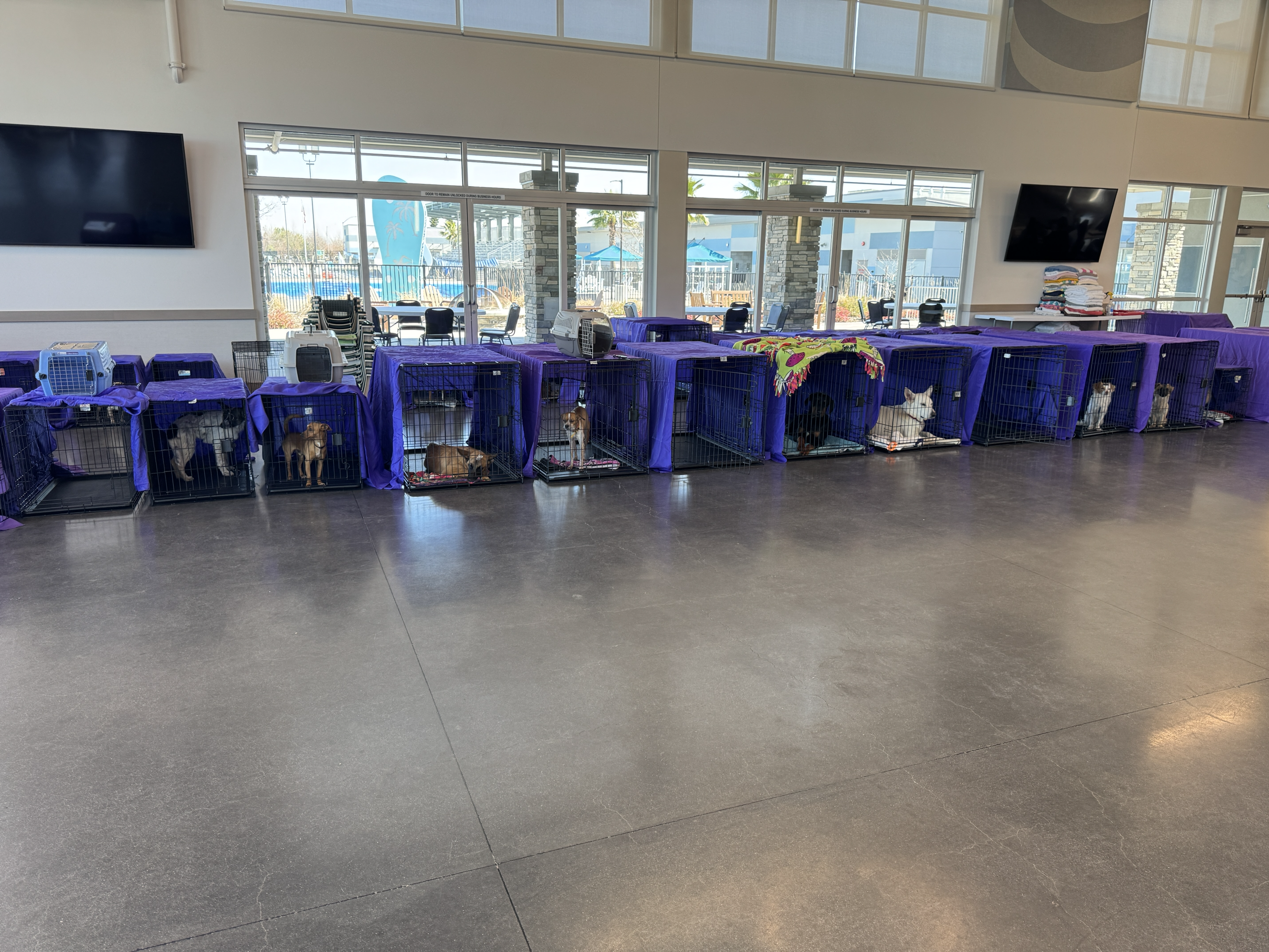 a row of crates with dogs waiting for their spay/neuter