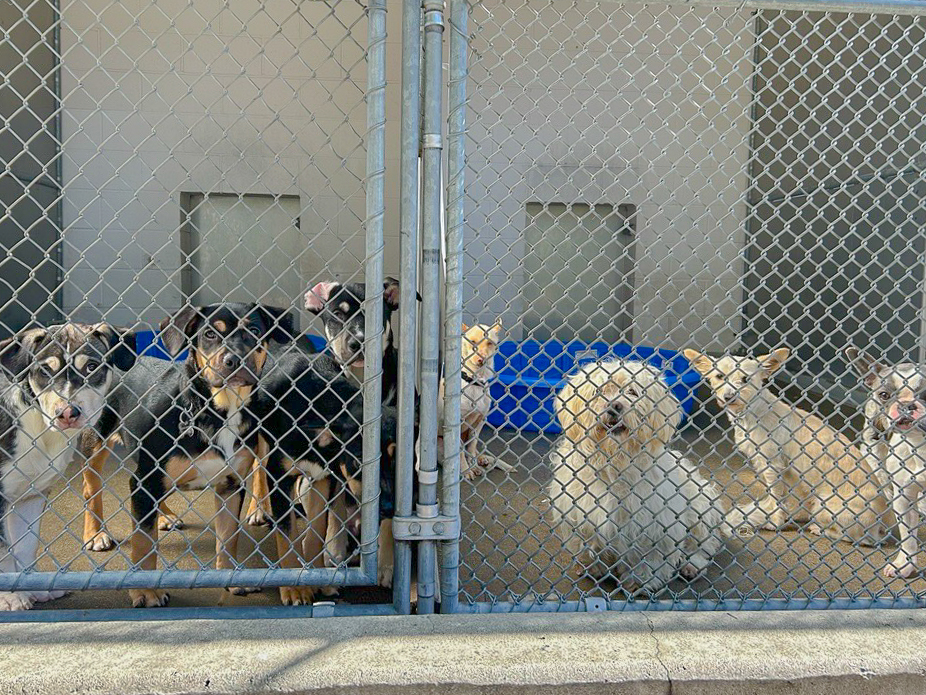 six dogs in large kennels behind chain linked fencing