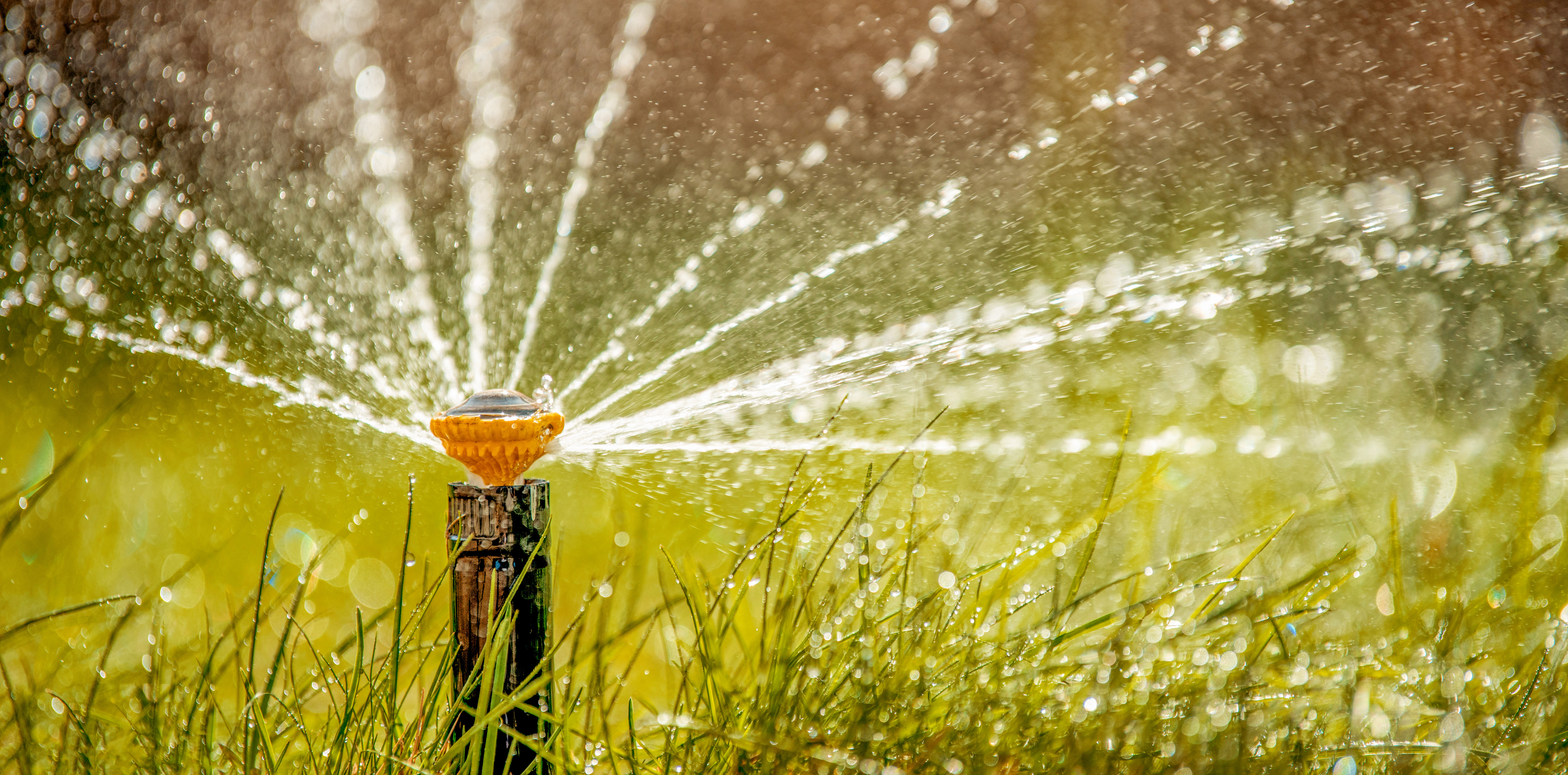 Fall back to weekend watering: Once-a-week watering schedule starts Nov. 1