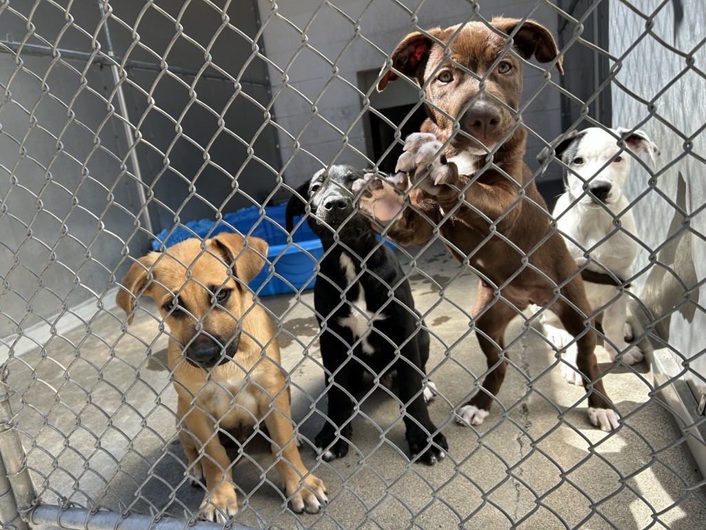 Front Street Animal Shelter temporarily halts stray dog intake due to ‘Strep zoo’ outbreak