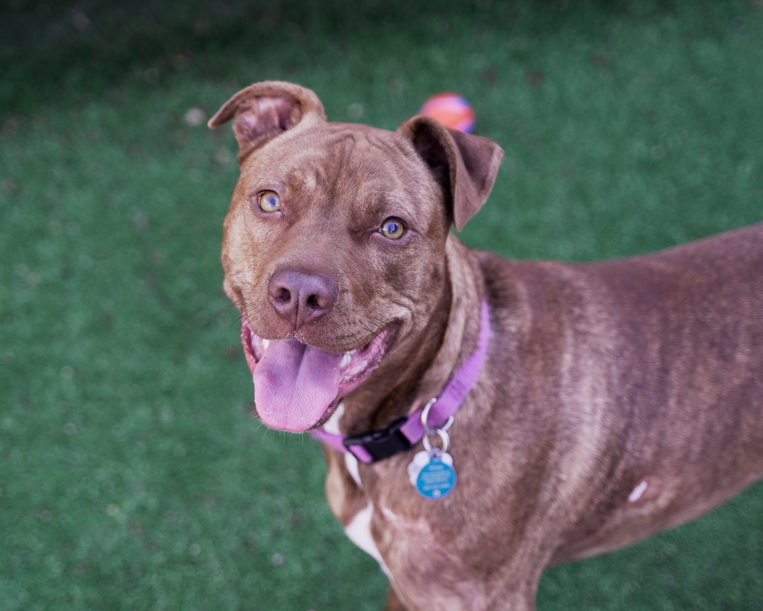 Licensing helps Sacramento pets get home faster