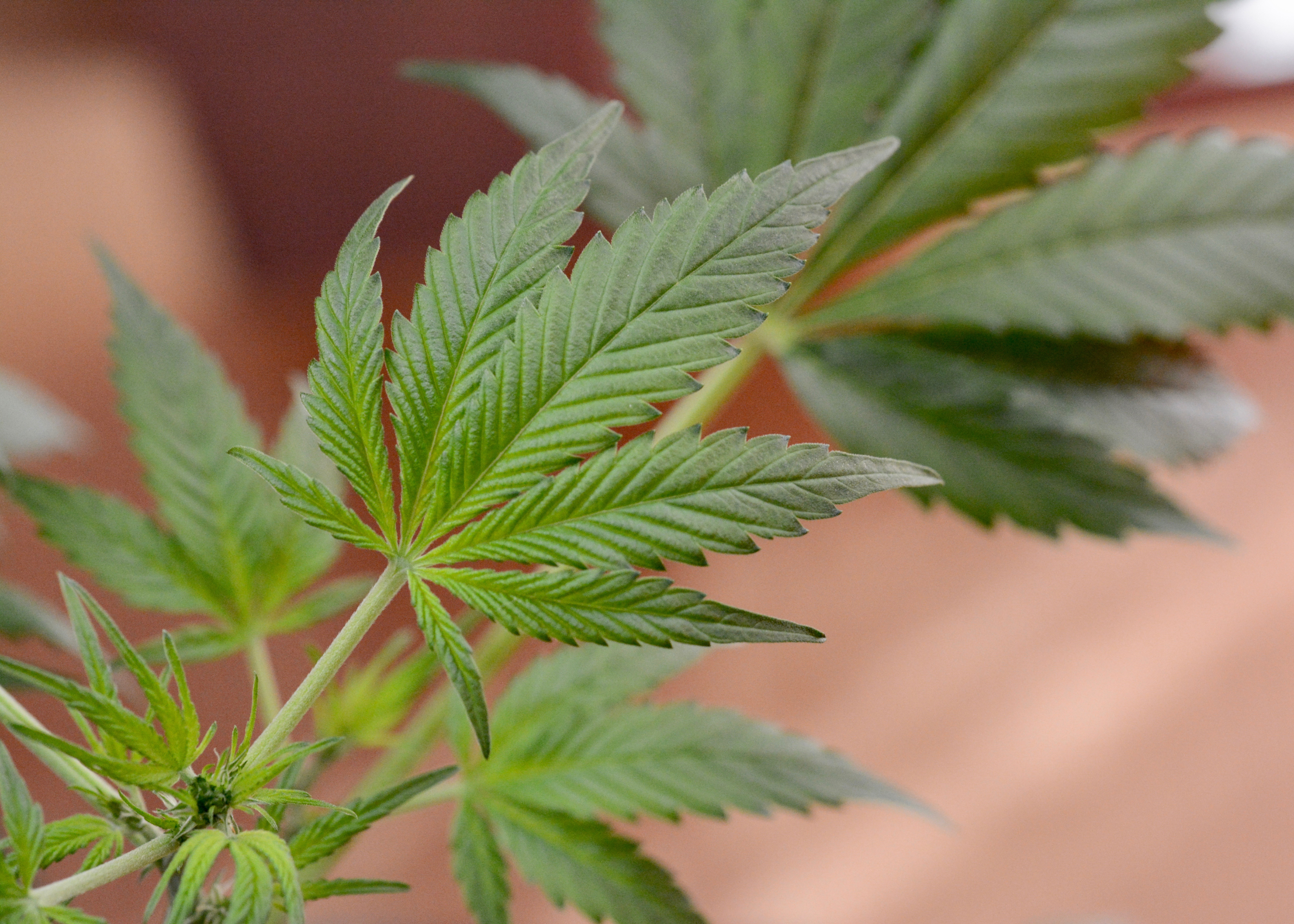 Stay safe and informed this 4/20 by knowing local cannabis laws