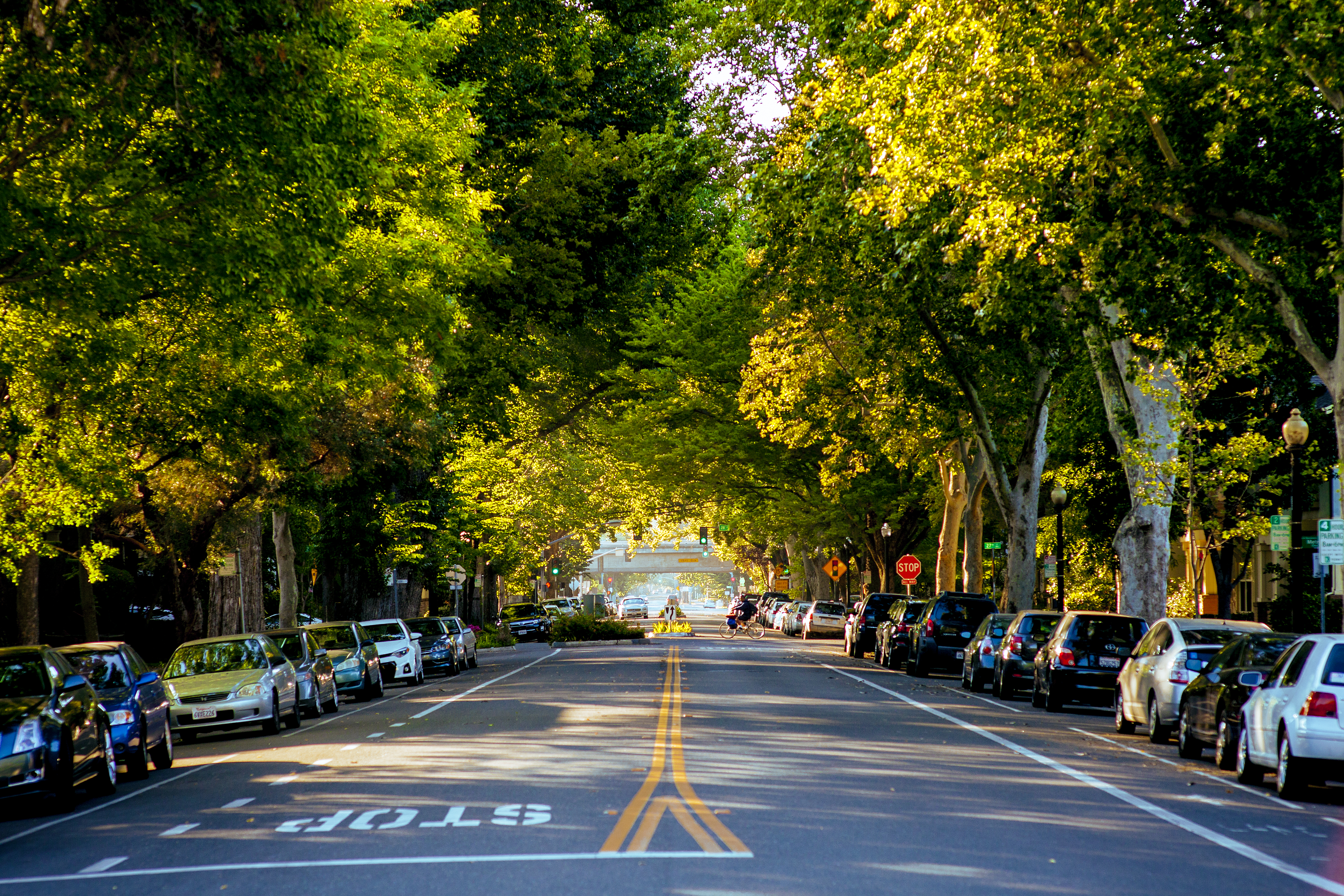 City seeks community voices for Urban Forest Plan implementation