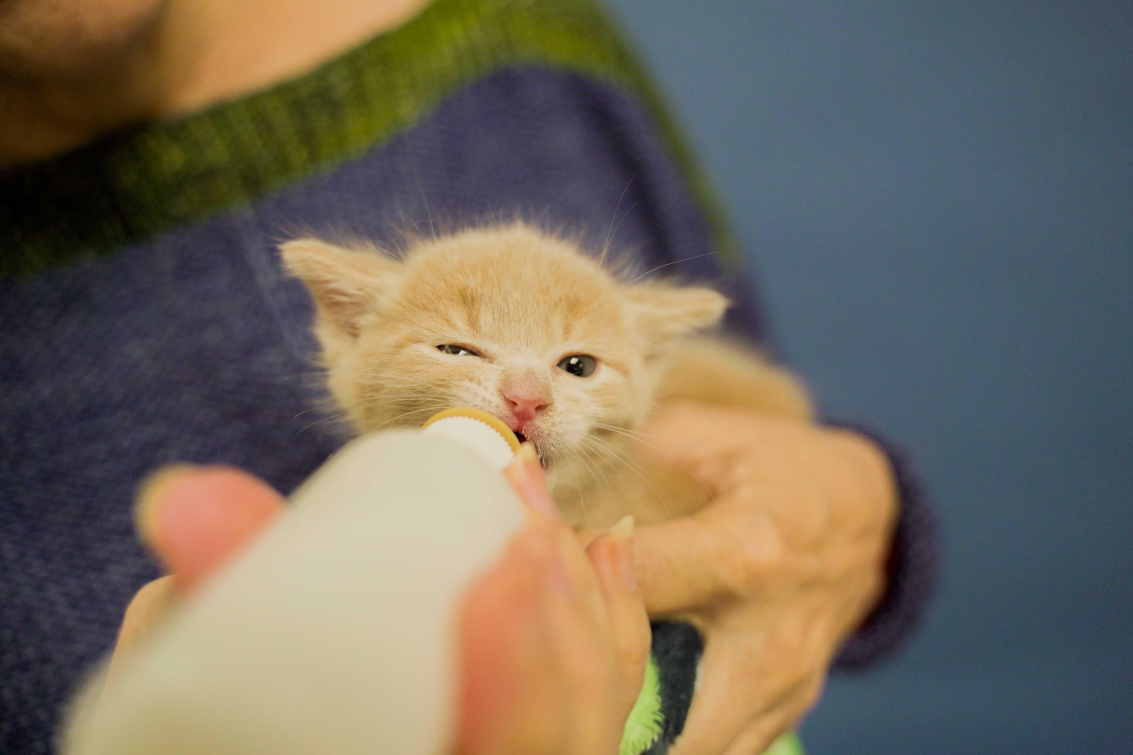 Learn how to become a kitten foster and save tiny lives