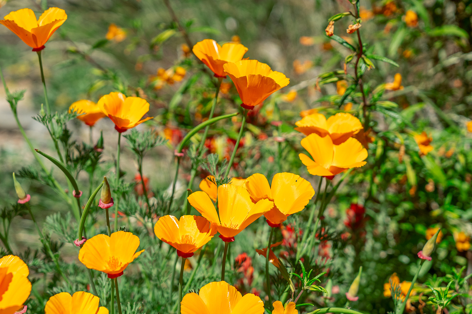 Get up to $5,000 to replace grass with water-efficient landscaping for a limited time